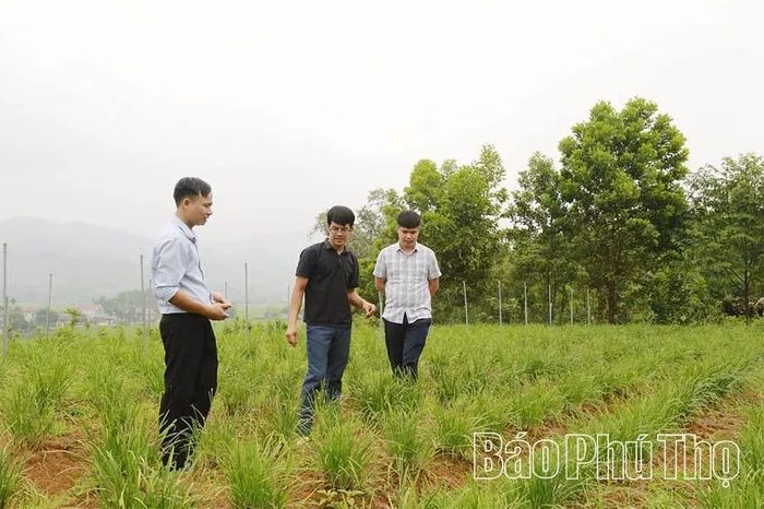 Ngồng hẹ hữu cơ chất lượng cao tại n&ocirc;ng trại