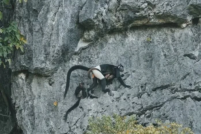 Nguy cơ tuyệt chủng Voọc mông trắng do cơn sốt cây Muội hồng