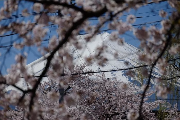 N&uacute;i Ph&uacute; Sĩ v&agrave; hoa anh đ&agrave;o tại C&ocirc;ng vi&ecirc;n Arakurayama Sengen