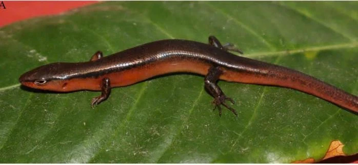 Phát hiện loài thằn lằn mới Scincella vuquangensis tại Hà Tĩnh