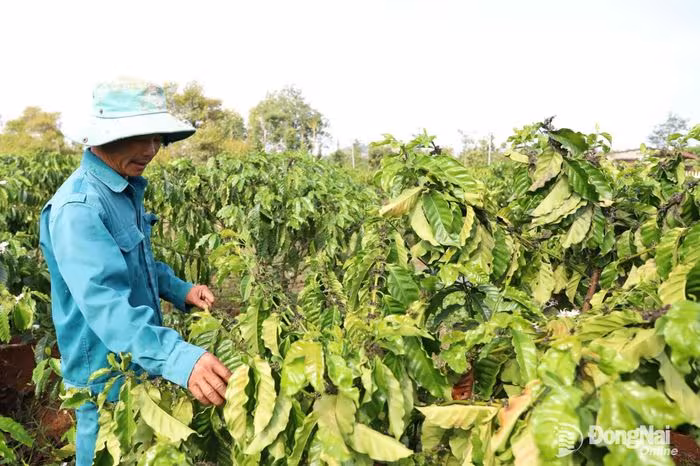 Tân Phú đột phá kinh tế nhờ các mô hình nông nghiệp công nghệ cao