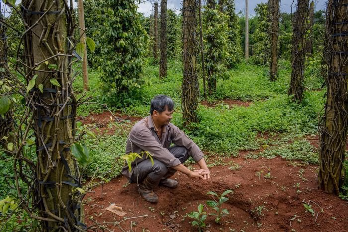 Thị trường giá tiêu hôm nay 8/4/2026