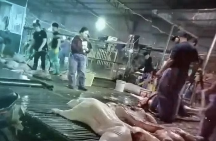 Thịt heo bệnh được đưa vào bếp ăn trường học