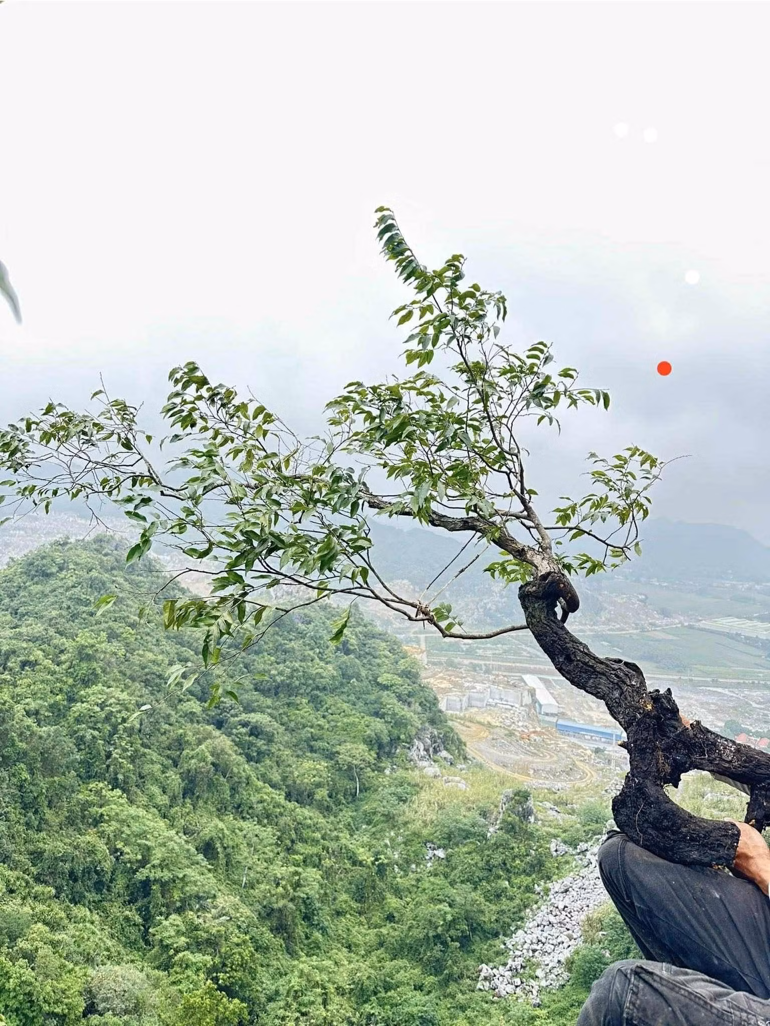 C&acirc;y Muội hồng bị khai th&aacute;c ồ ạt do tr&agrave;o lưu chơi c&acirc;y cảnh