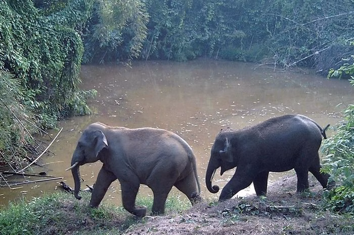 Voi hoang d&atilde; tại Khu bảo tồn thi&ecirc;n nhi&ecirc;n văn h&oacute;a Đồng Nai