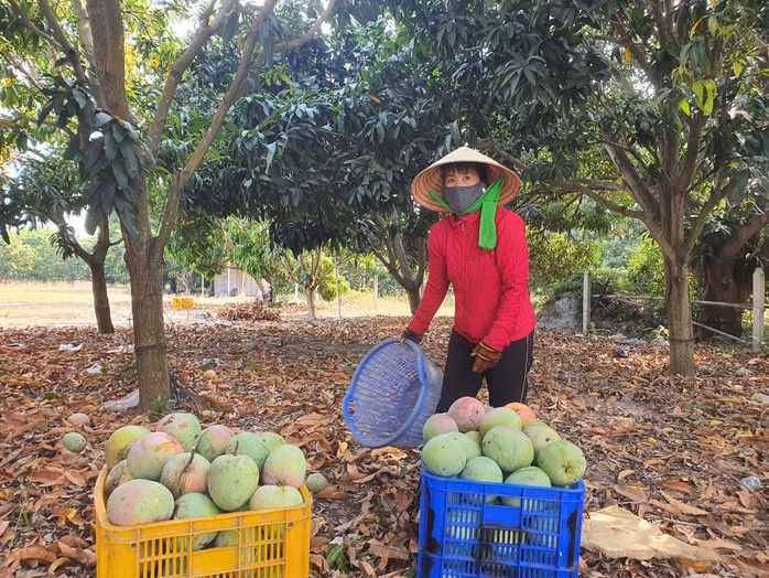 Trái cây, nông sản rớt giá mạnh Trái cây, nông sản rớt giá mạnh