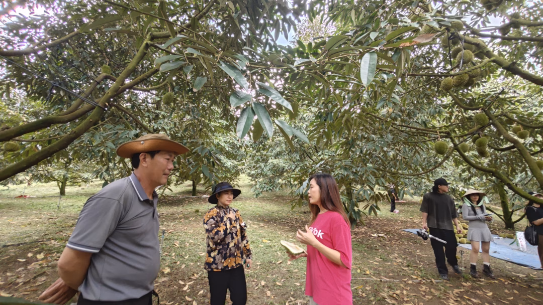 Sầu riêng Sáu Hữu Sầu riêng Sáu Hữu được thu hoạch tại vườn