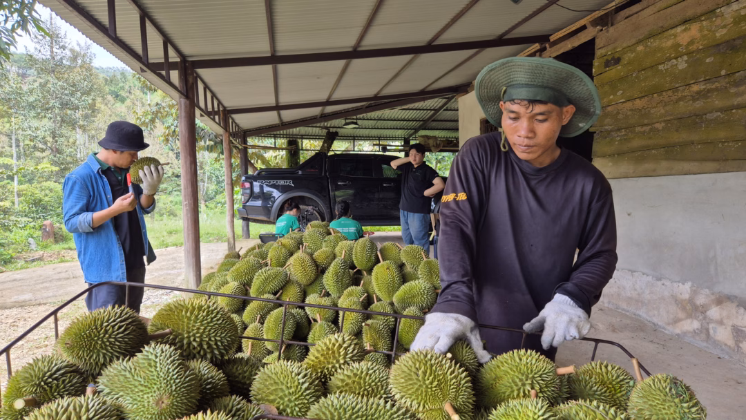 Sầu riêng Sáu Hữu tại điểm tập kết Sầu riêng Sáu Hữu được chở về điểm tập kết