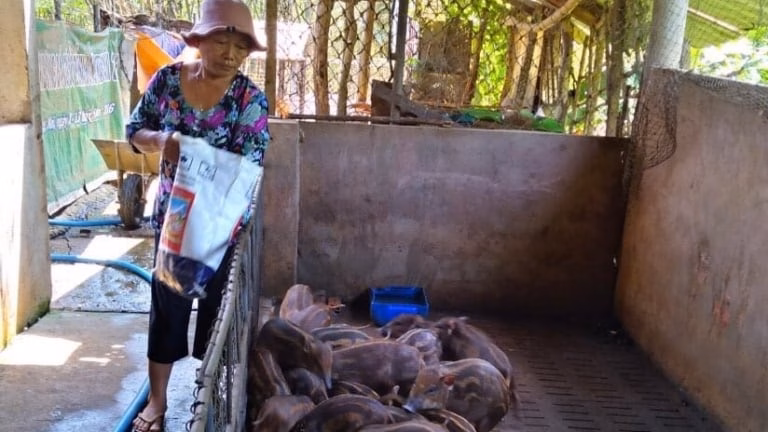 Nông dân TPHCM (mới) nuôi thành công loại heo đặc sản mà làm giàu, thương lái cứ hỏi bán được chưa