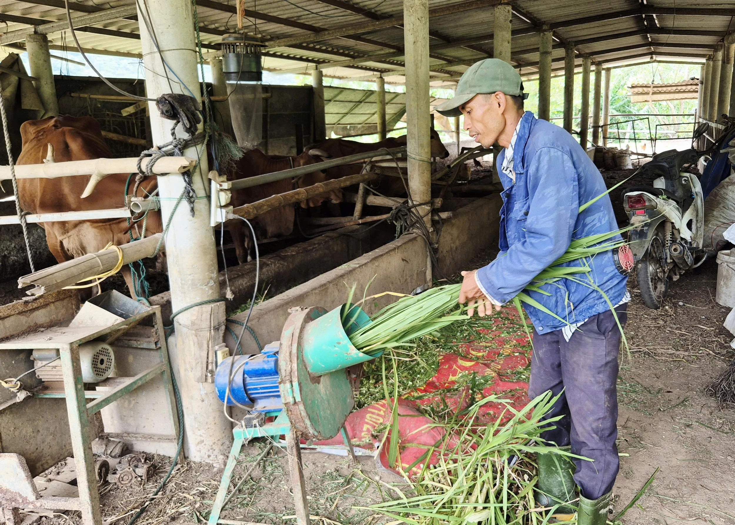 Sử dụng máy cắt cỏ trong chăn nuôi bò nhốt chuồng ở tổ hợp tác của ông Lê Quang Thao - Ảnh: K.S