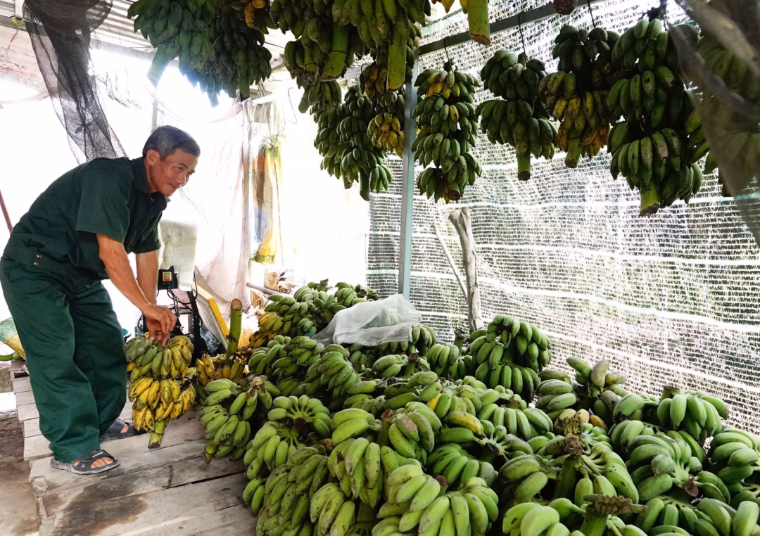 Lão nông Vĩnh Long nuôi chồn hương, thu lãi 60 triệu đồng Nhờ có vườn chuối 4.000m2 nên ông Tám chủ động được nguồn trái cây cho chồn ăn. Ảnh: H.T