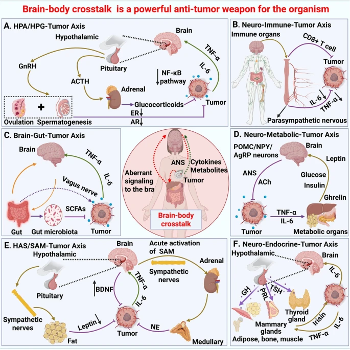 Ung thư đang thay đổi cách chúng ta hiểu về cơ thể: Nghiên cứu mới về mối liên hệ não-tumor Fig. 4