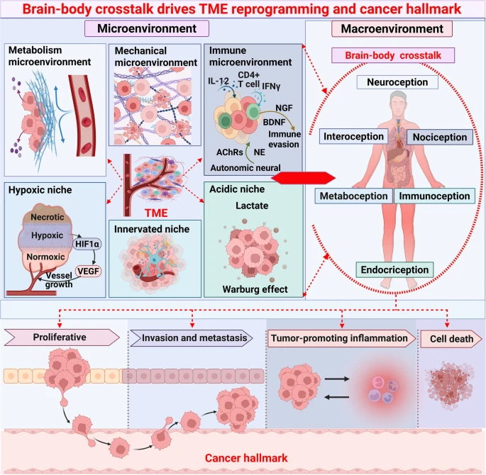 Ung thư đang thay đổi cách chúng ta hiểu về cơ thể: Nghiên cứu mới về mối liên hệ não-tumor Fig. 3