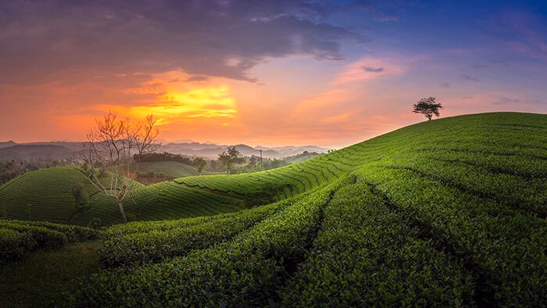 Trải nghiệm du lịch nông thôn gắn với văn hoá trà