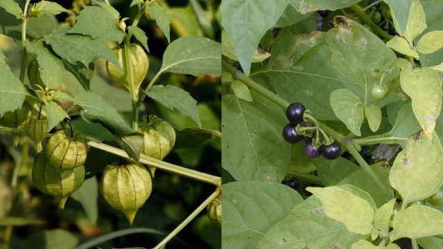 Cách phân biệt tầm bóp và lu lu đực So sánh rau tầm bóp (ảnh 1) và cây lu lu đực (ảnh 2) để nhận diện đúng loại