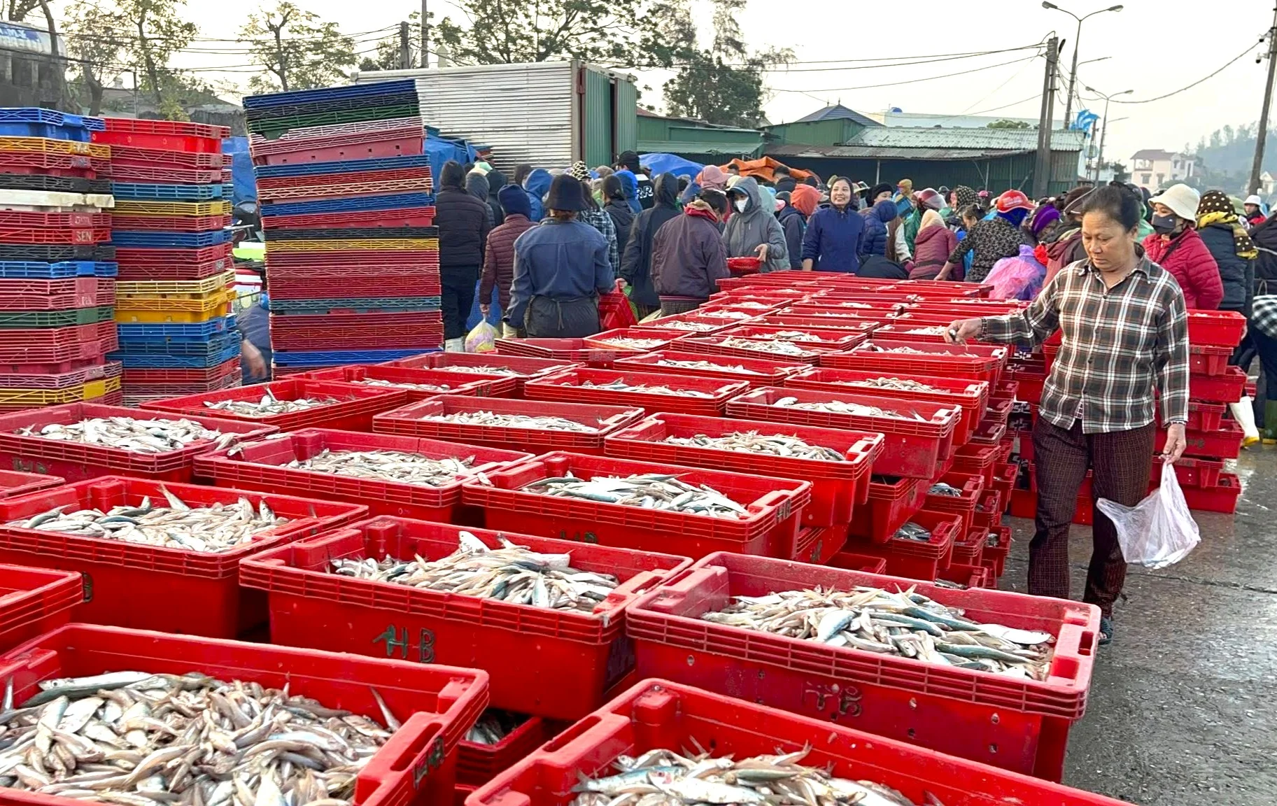 Ngư dân Nghệ An đánh trúng 16 tấn cá cơm, thu về hơn 200 triệu đồng Ngư dân Nghệ An đánh trúng 16 tấn cá cơm, thu về hơn 200 triệu đồng