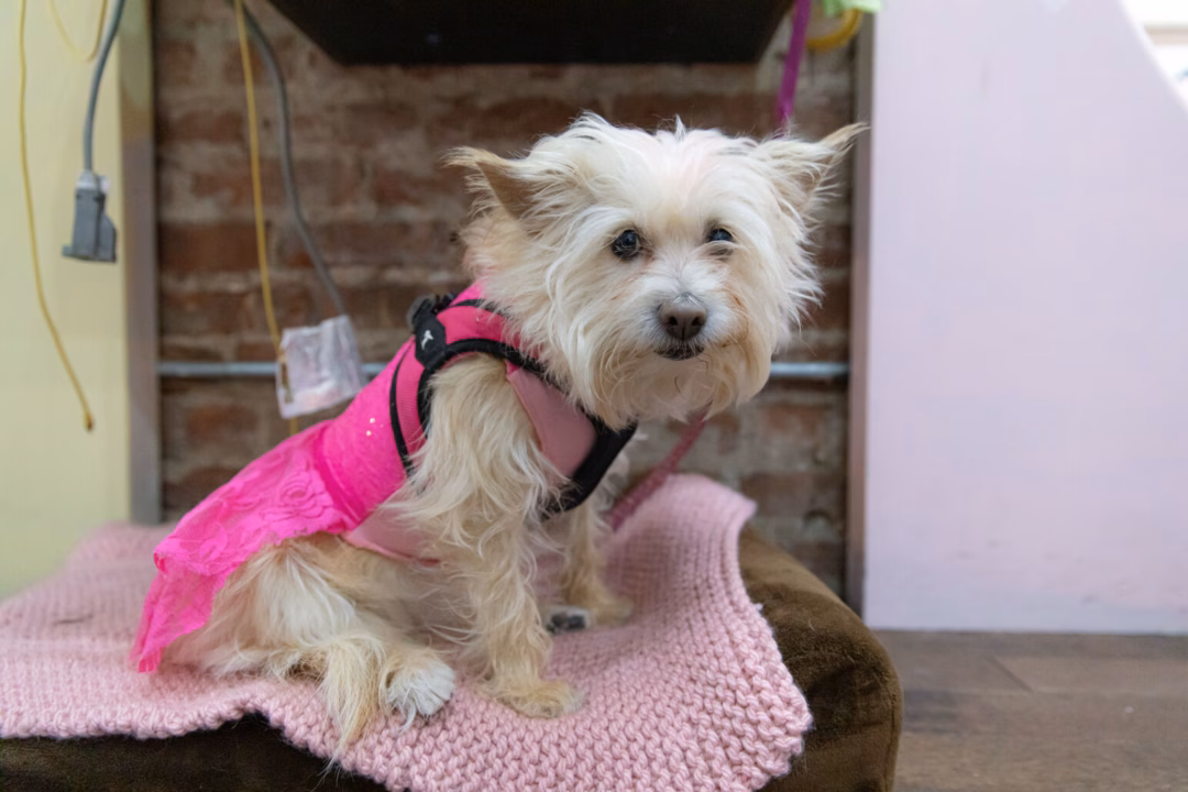 Salon Dog Robbi Jo | Photo: BrakeThrough Media