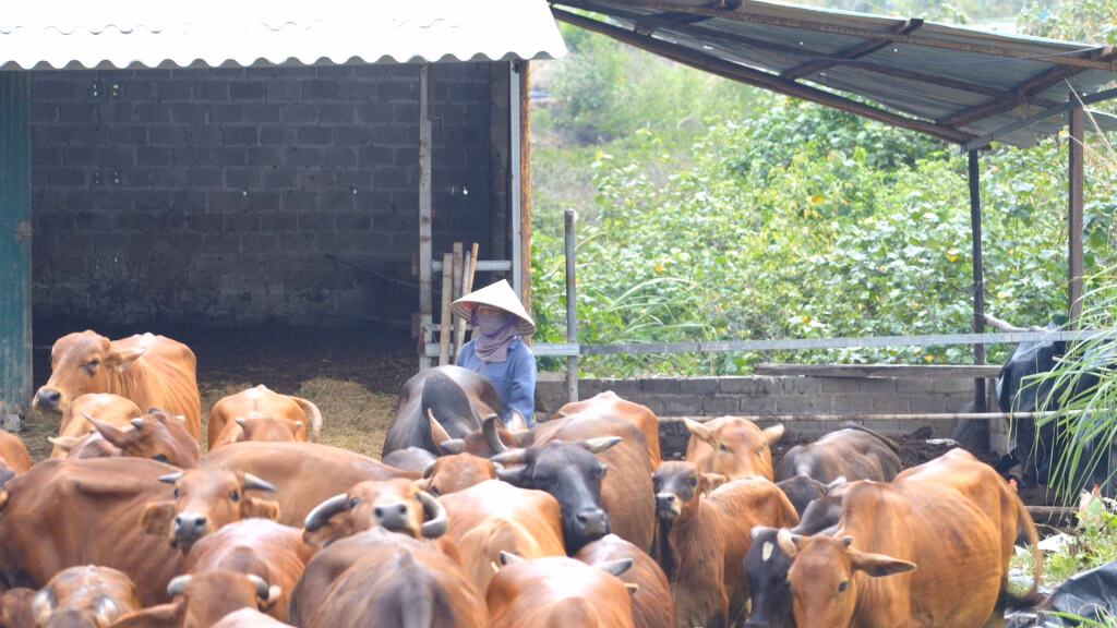 Hội phụ nữ tỉnh giúp nhiều người thoát nghèo nhờ vốn vay ưu đãi