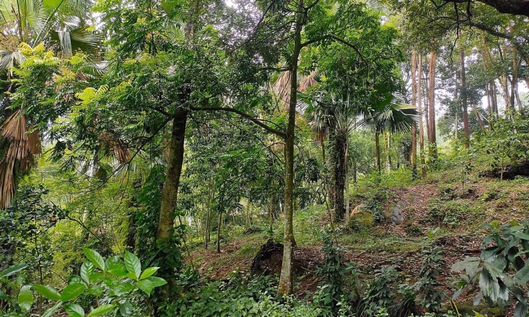 Nữ người phụ nữ Phú Thọ và khu rừng chim trăm tỷ trong sân nhà Bà Khiêm ước mơ, khu vườn sau nhà sẽ phủ kín các cây cổ thụ, làm nơi cư ngụ lâu dài cho đàn chim. Ảnh: Bảo Thắng.