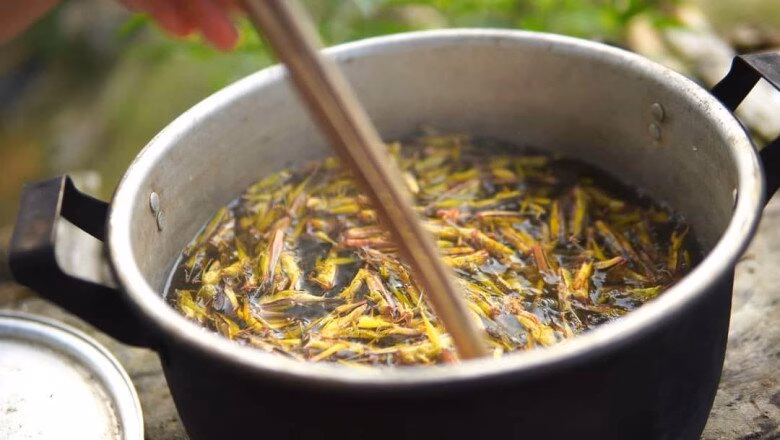 Côn trùng phá hại mùa màng giờ mệnh danh là amp;#34;tôm bayamp;#34;, vị ngon hơn thịt gà chị em lùng mua bằng được - 2