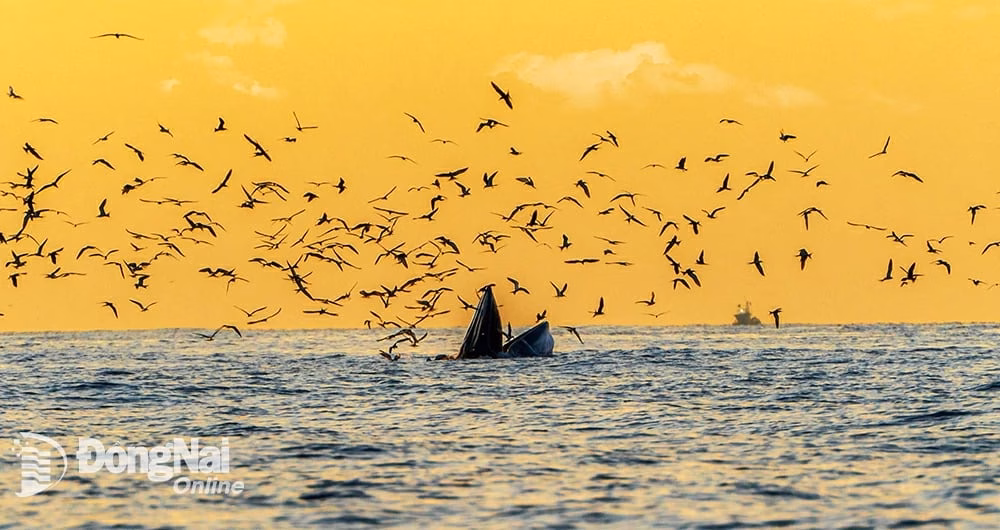 Cá voi Bryde đớp mồi giữa bầy chim ở vùng biển Nhơn Lý, tỉnh Gia Lai mới (sau sáp nhập tỉnh Gia Lai, Bình Định) trong ánh bình minh ngày 5-7. Ảnh: Phạm Quốc Hưng.