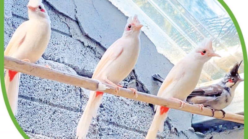 
Một đứa trẻ từng sống trong trại mồ côi, nay là "vua chim màu" ở Gia Lai, nuôi chim gì mà bán 10-150 triệu/con?