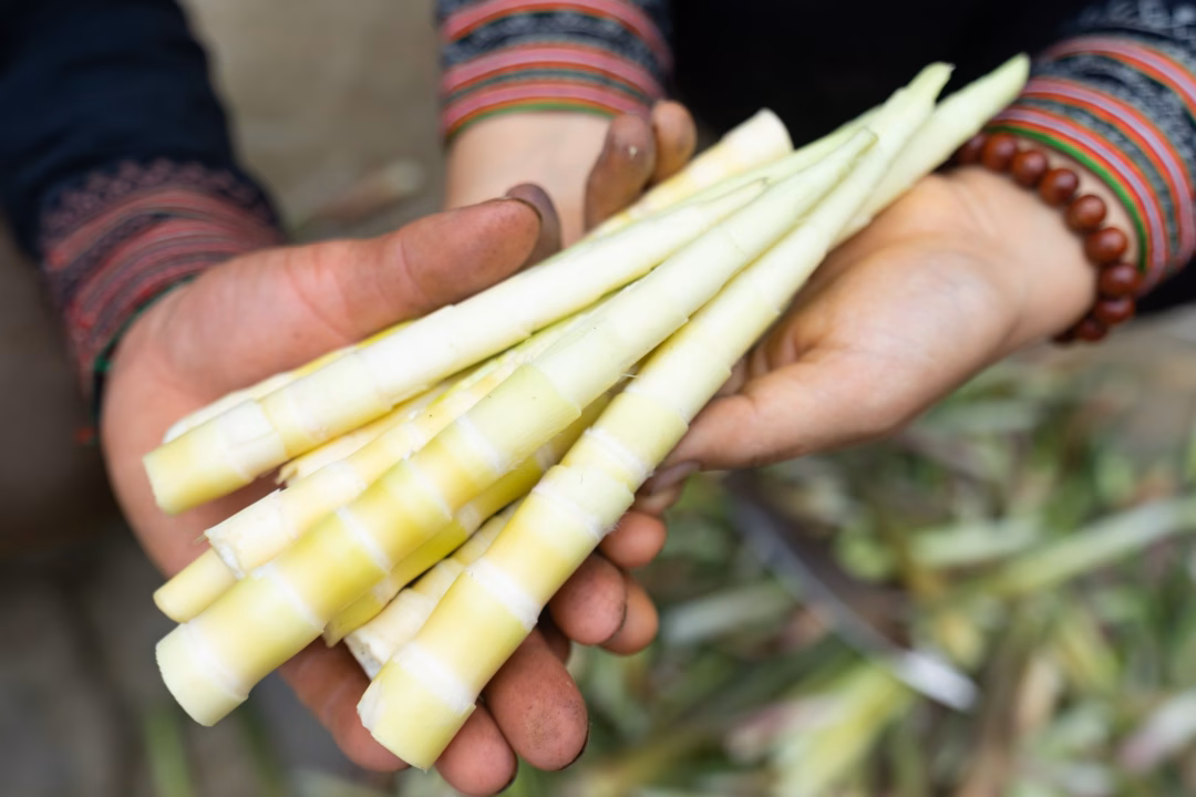 Phát triển kinh tế hàng hóa từ rừng núi: Hướng đi bền vững cho phụ nữ dân tộc thiểu số- Ảnh 3.