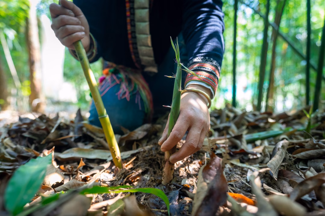 Người phụ nữ dân tộc Dao gắn bó mật thiết với những rừng măng.
