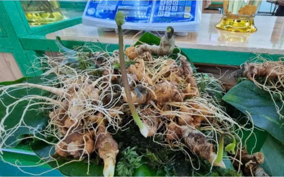 Lễ hội Sâm Ngọc Linh: Tôn vinh sâm quý và du lịch xanh ở Đà Nẵng