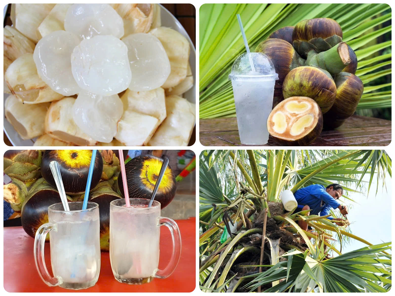 Cảnh người dân lấy mật nhụy hoa thốt nốt và các sản phẩm từ cây thốt nốt