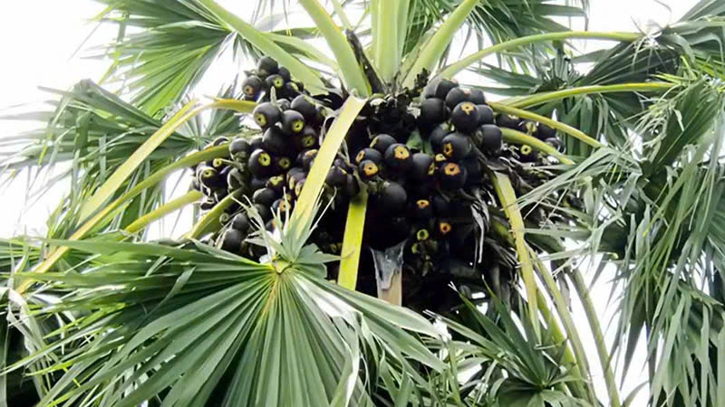 Quả cây thốt nốt mọc thành buồng