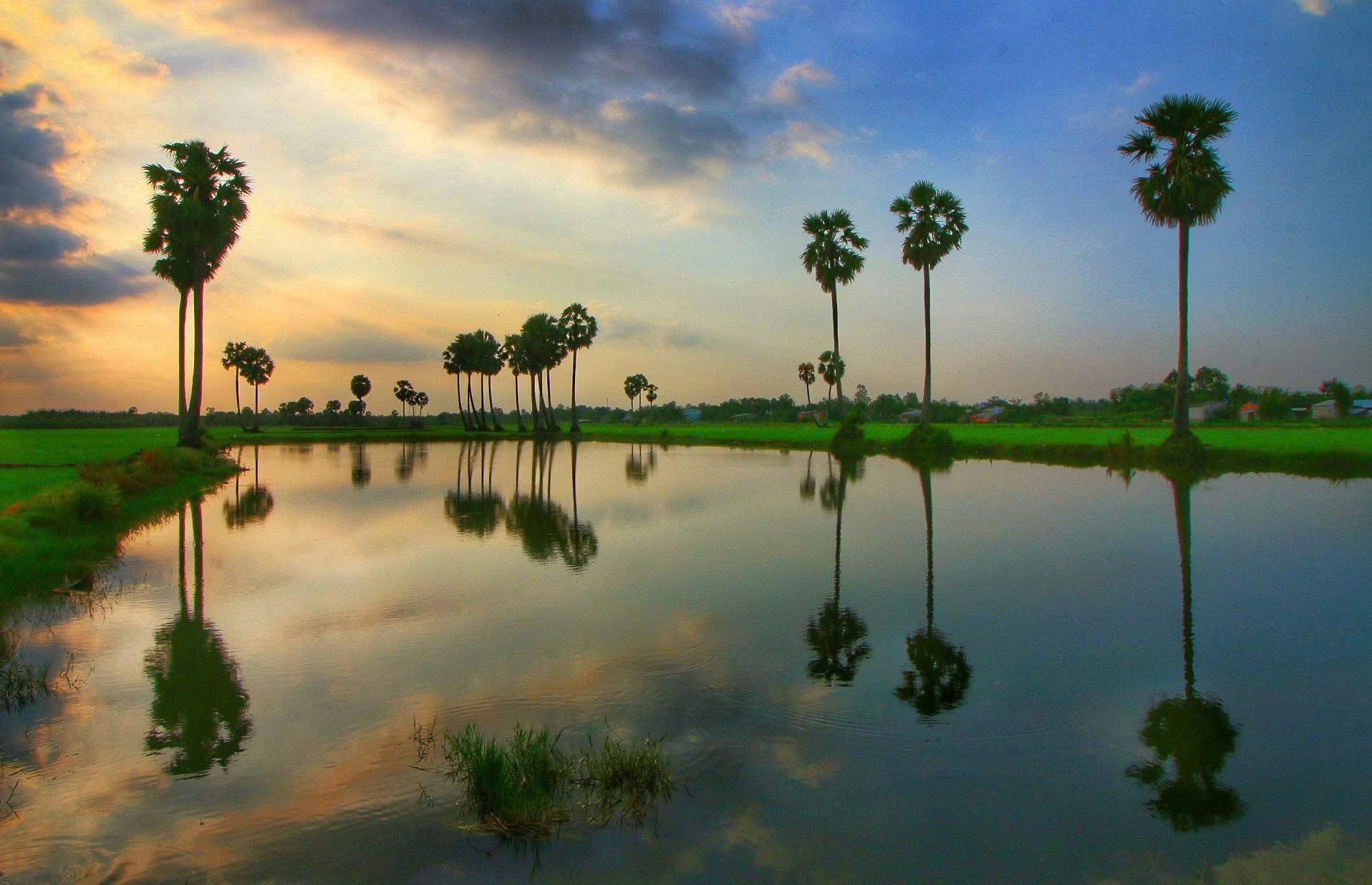 Cây thốt nốt gắn liền với đời sống người dân ở xã Lưu Nghiệp Anh, tuy nghề nấu đường vất vả nhưng họ vẫn lưu giữ cái nghề mà ông cha để lại