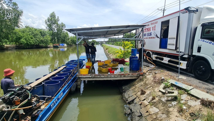 Nông dân nuôi tôm ở Miệt Thứ U Minh Thượng chở tôm từ trong đồng ra bán cho thương lái đậu xe sẵn ngoài quốc lộ 63 - Ảnh: QUỐC VIỆT