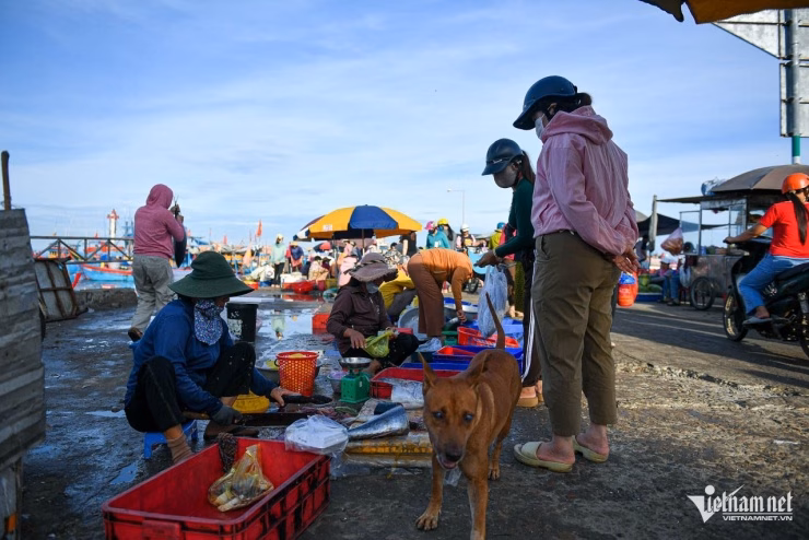Món ăn đặc trưng không thể bỏ qua khi đến đảo Lý Sơn Chợ cá Lý Sơn sầm uất với nhiều loại hải sản tươi ngon.