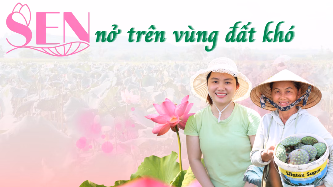 Sen nở trên vùng đất khó