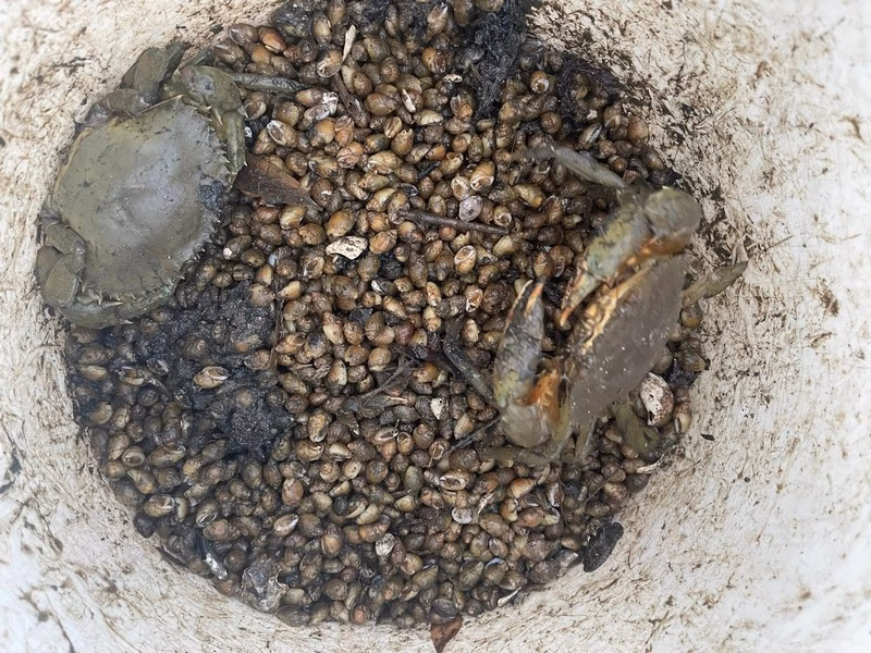 các món đặc sản Quảng Ngãi