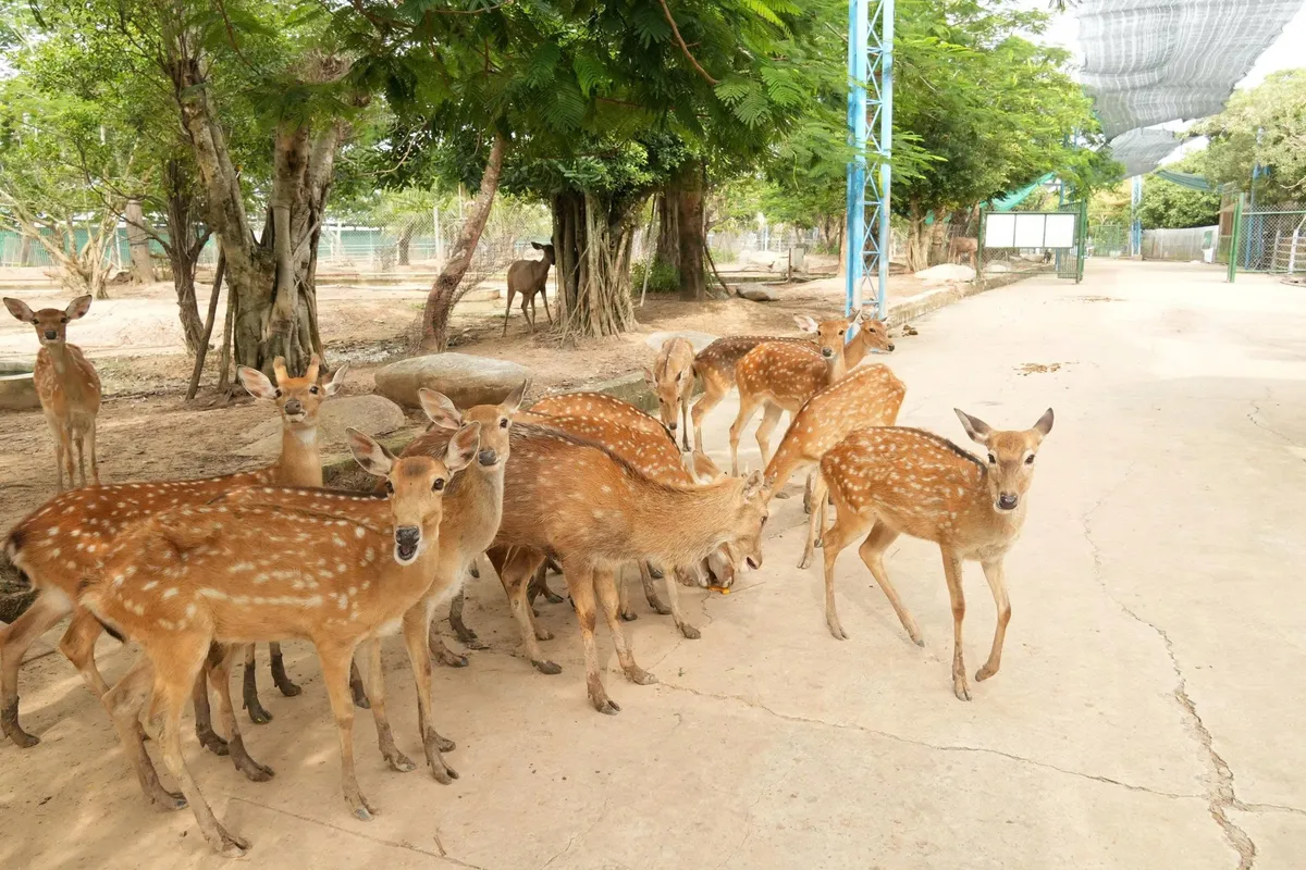Khu du lịch sinh thái Mỹ Quỳnh Safari