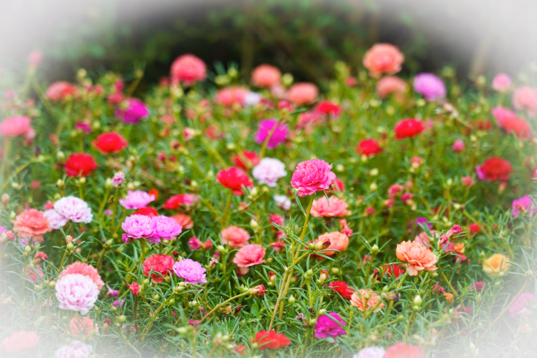 Mỹ Quan đổi thay nhờ mô hình “Nhà sạch - Vườn đẹp - Hàng rào xanh”- Ảnh 8.