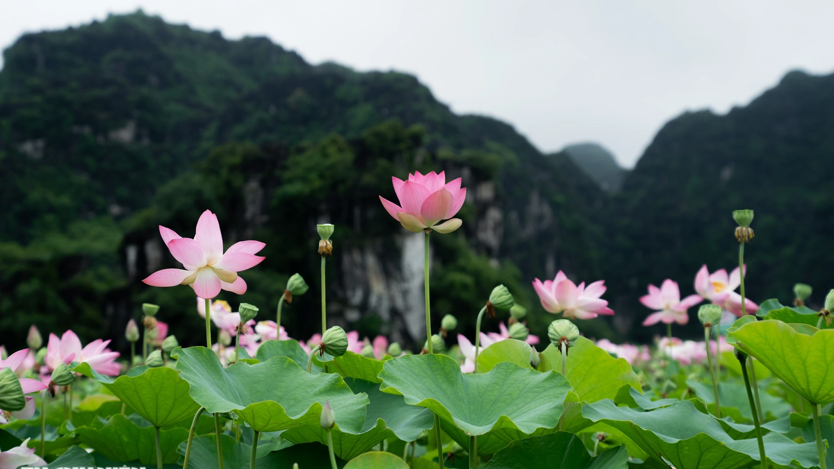 Ứng dụng in rập lưu giữ di sản chùa Keo Hành Thiện Mùa sen nở rộ thu hút du khách đến với vùng non nước hùng vĩ Ninh Bình