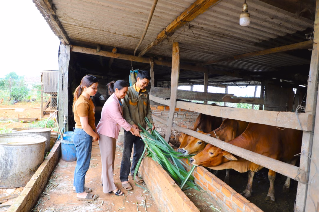 Với sự động viên, hướng dẫn của Hội LHPN xã Thuận Hạnh và Đồn Biên phòng Đắk Tiên, chị Lê Thị Hương (ở giữa) đã mạnh dạn vay vốn để mua thêm 2 con bò giống, mở rộng quy mô chăn nuôi. Ảnh: Hoài Nam