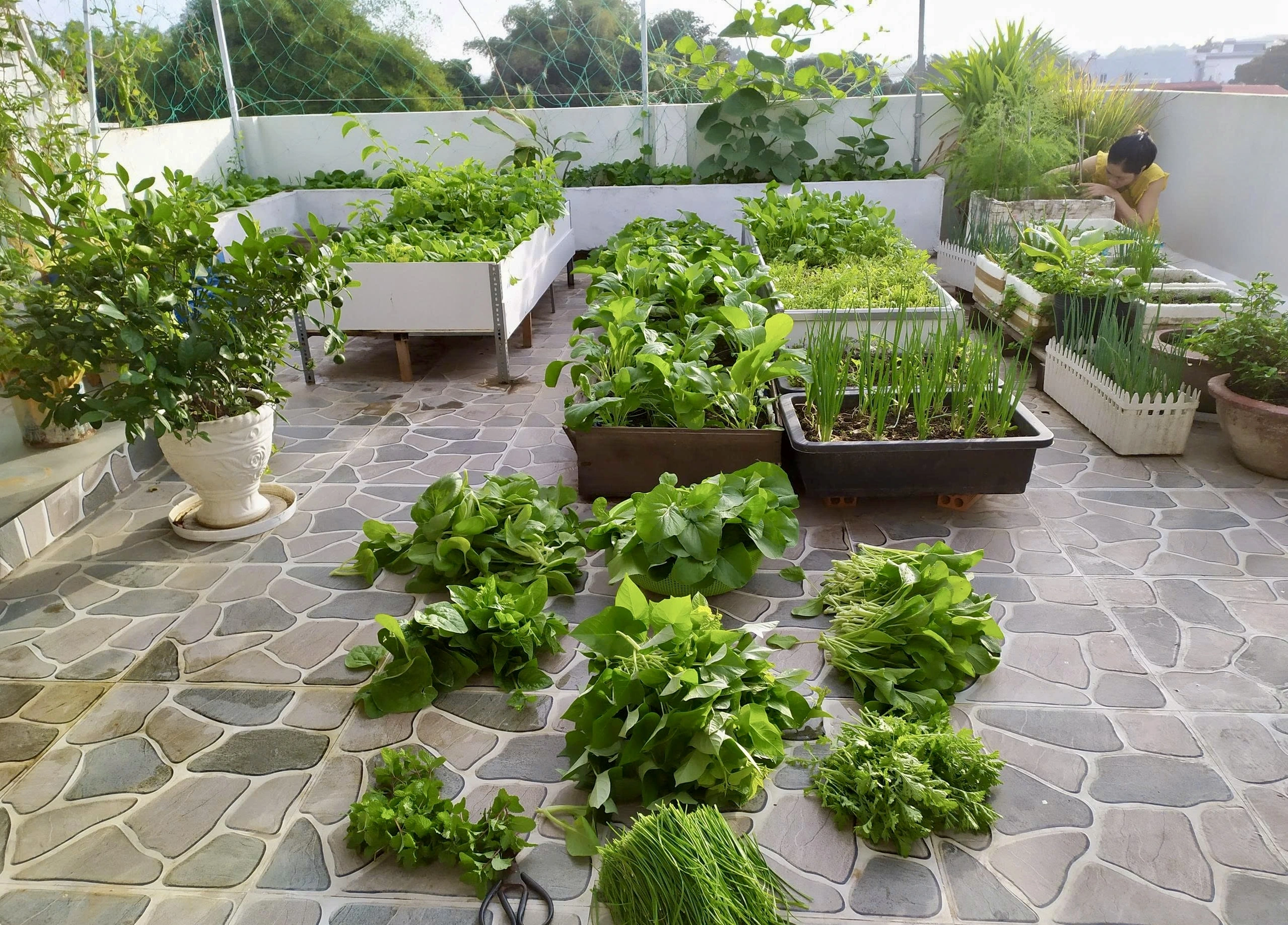 Gieo hạt luân phiên nhau, nên anh Mỹ thu hoạch đều đặn, ít khi để đất rảnh quá lâu