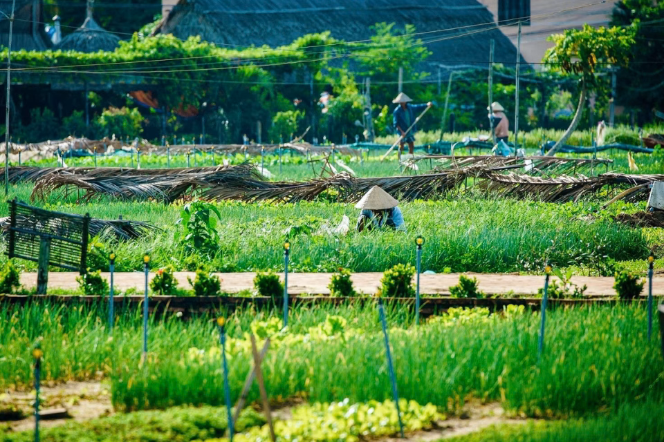 Khám phá top 5 làng nghề truyền thống Hội An: Hành trình lưu giữ hồn xưa phố cổ