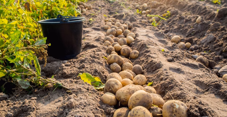 Khoai tây là một trong những cây lương thực chủ chốt nuôi sống nhân loại, từng được thuần hóa ở vùng Andes cách đây khoảng 10.000 năm. Tuy nhiên do thực vật ít để lại dấu tích trong hóa thạch, nên nguồn gốc tiến hóa của khoai tây vẫn là bí ẩn lâu dài đối với các nhà khoa học - Ảnh: AI