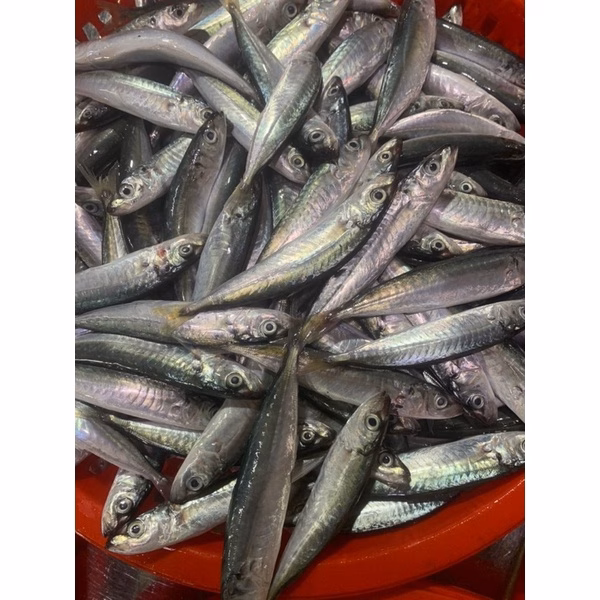 Làm sạch cá nục trung như thế nào cho đúng cách để giữ được độ tươi ngon?