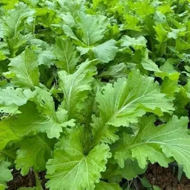 Lợi ích bất ngờ của cải xanh mèo Đặc Sản Hà Giang: Mẹo trồng đơn giản cho người mới bắt đầu