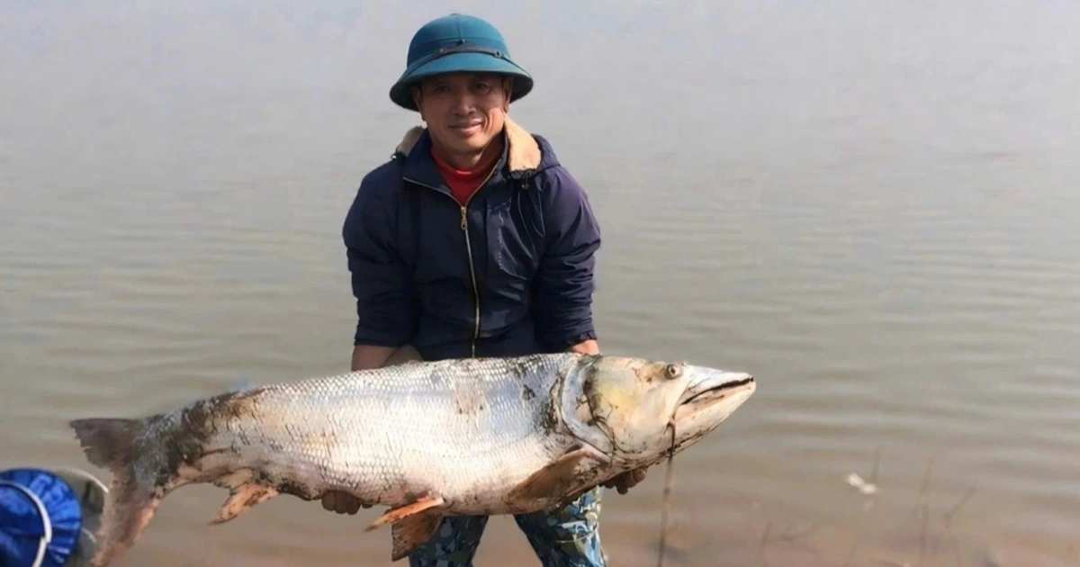 Cá măng 26kg “khủng” tại hồ Lò Gạch Hưng Yên, khách trả triệu đồng
