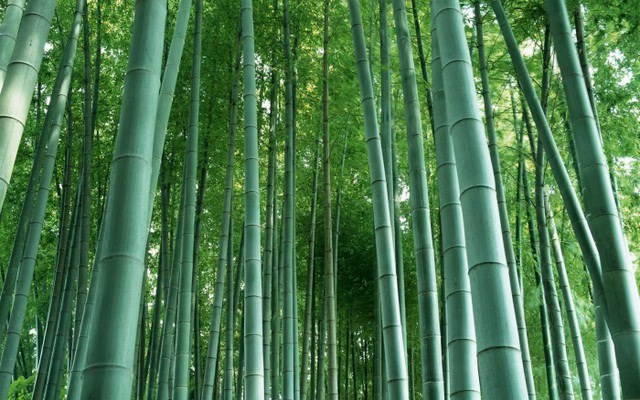 Quy luật C&acirc;y Tre &ndash; Tầm quan trọng của việc x&acirc;y dựng nền tảng