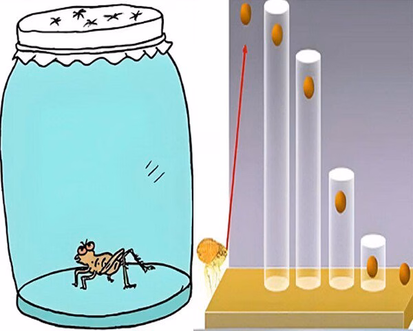 Quy luật Con Bọ Ch&eacute;t &ndash; Giải ph&oacute;ng tiềm năng nội t&acirc;m