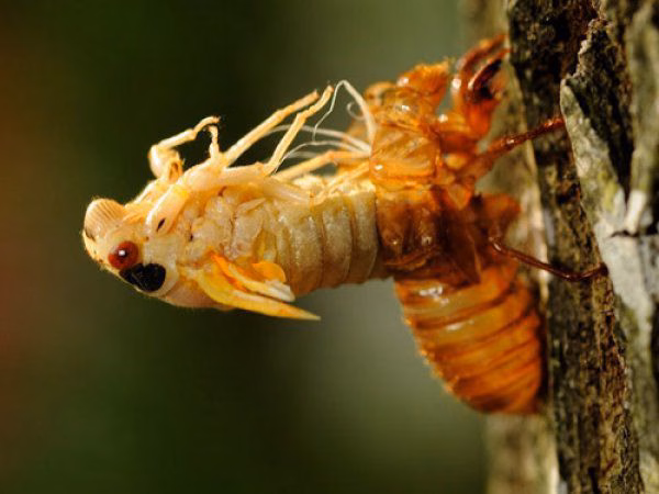 Quy luật Kim Thiền &ndash; Sức mạnh của thời gian ẩn m&igrave;nh