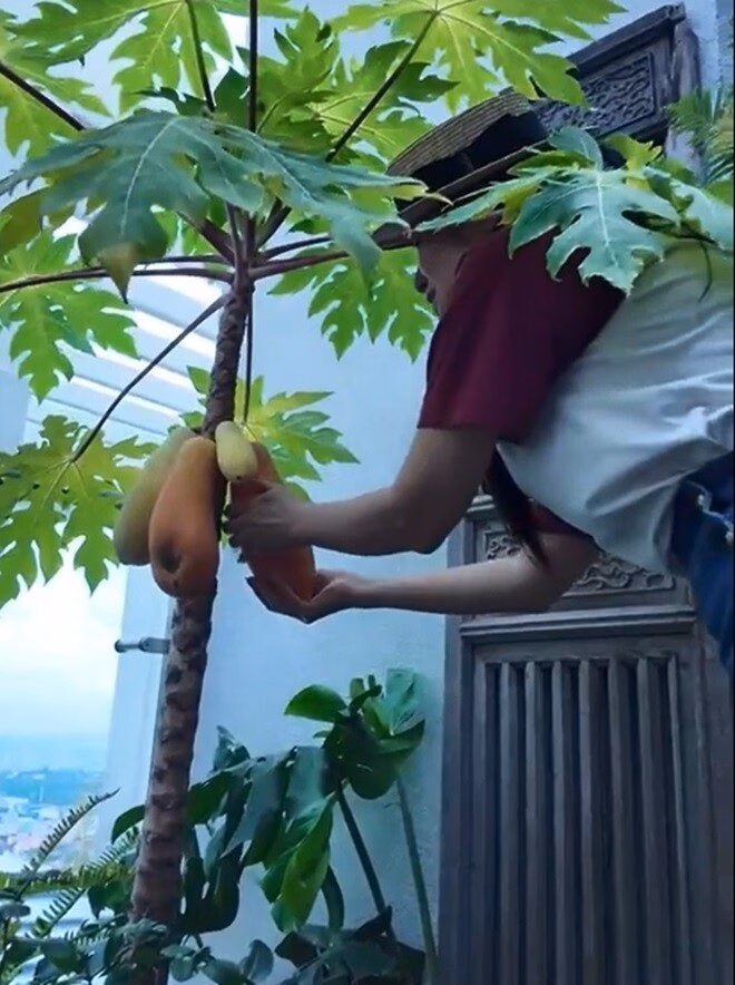 Cây đu đủ nhỏ trưởng thành xanh tốt ngay cạnh lối đi.